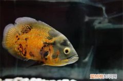 地图鱼能长多大 地图鱼要怎么养