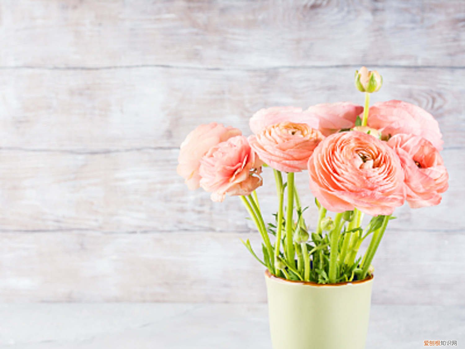 花的叶子发黄有什么办法 花毛茛叶子发黄怎么办