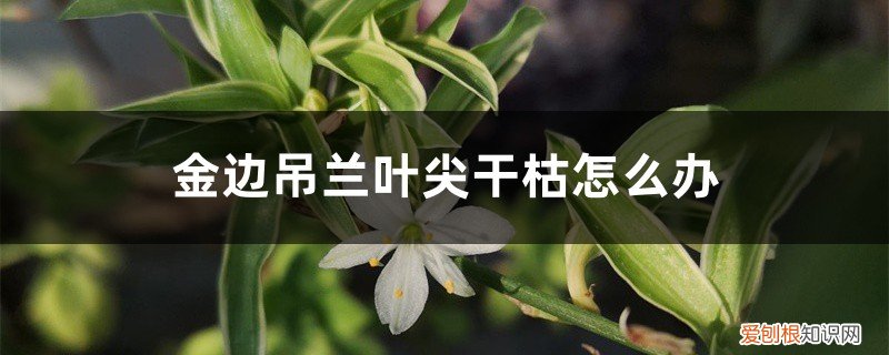 金边吊兰枯了 金边吊兰叶尖干枯怎么办