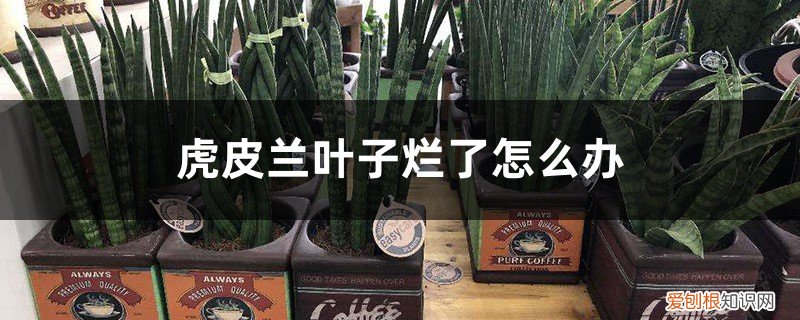 虎皮兰叶子烂了怎么办小妙招 虎皮兰叶子烂了怎么办