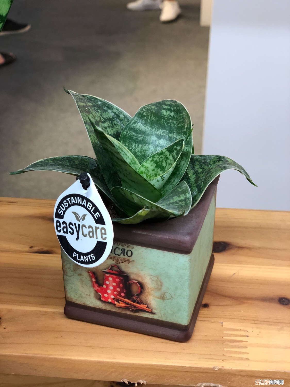 虎皮兰叶子烂了怎么办小妙招 虎皮兰叶子烂了怎么办