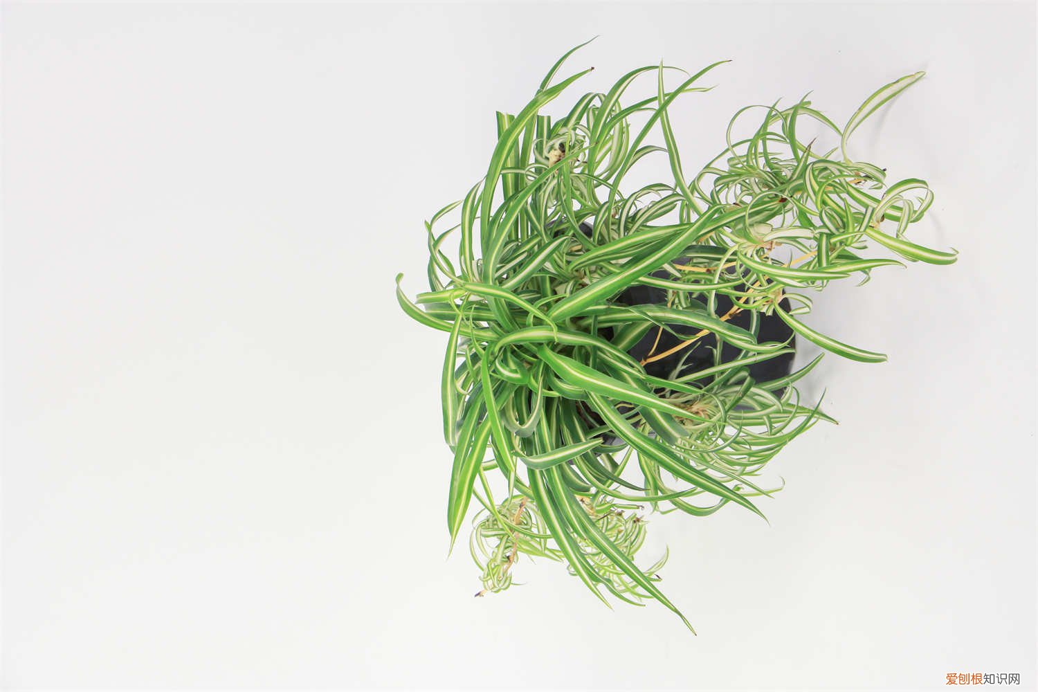 吊兰叶子发黄怎么解决 吊兰叶子发黄怎么办