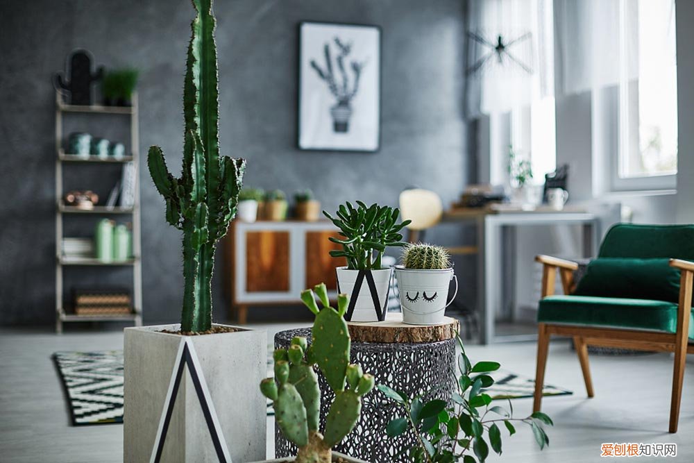 曼地亚红豆杉干枯病 曼地亚红豆杉黄化的原因及解决方法