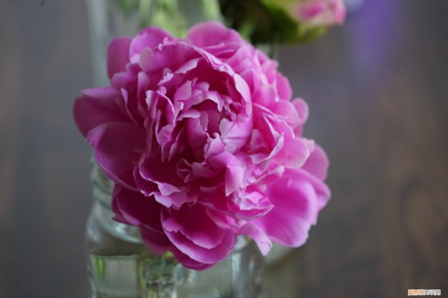 芍药花叶子发黄怎么办呢 芍药花叶子发黄怎么办