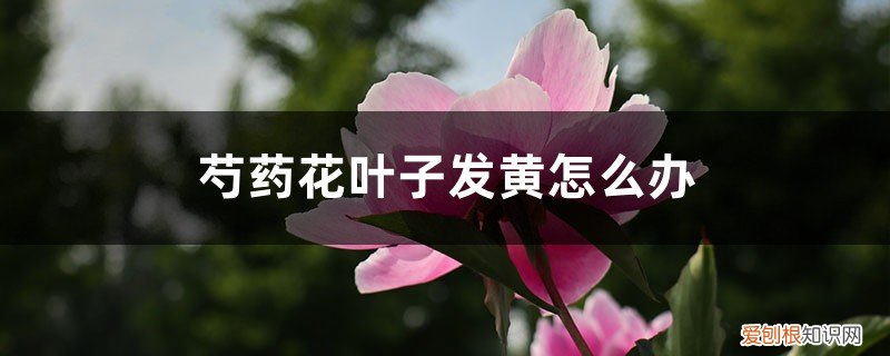 芍药花叶子发黄怎么办呢 芍药花叶子发黄怎么办