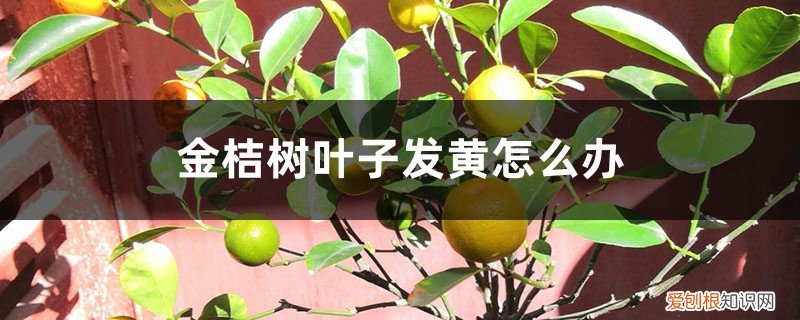 金桔树叶子发黄怎么补救 金桔树叶子发黄怎么办