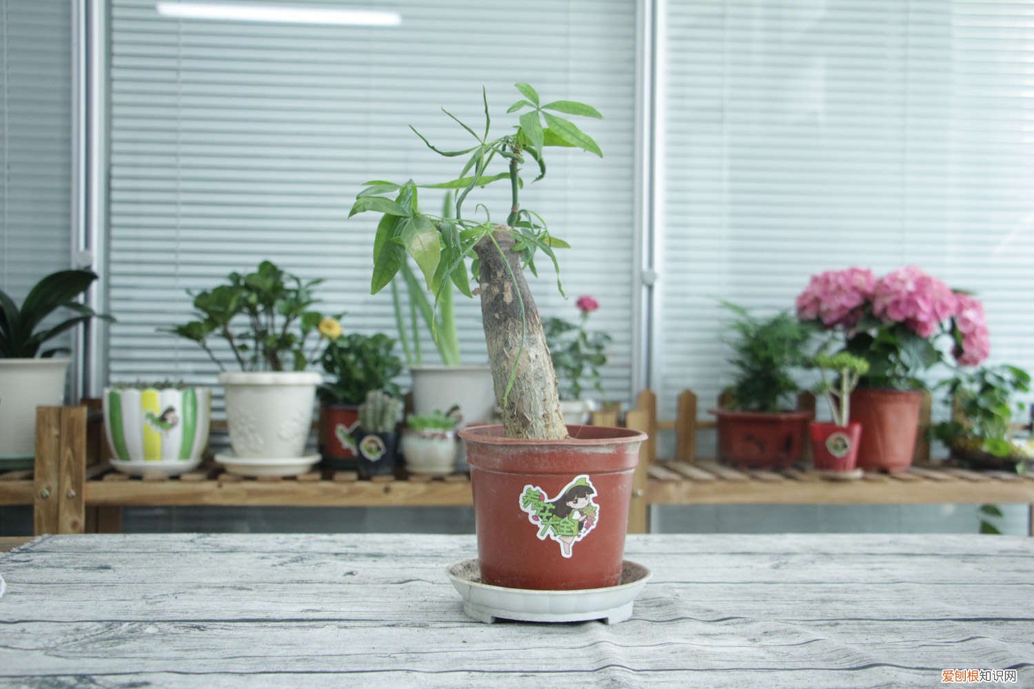 发财树黄叶掉叶什么原因 发财树茶花…发黄掉叶子,小心直接死翘翘!