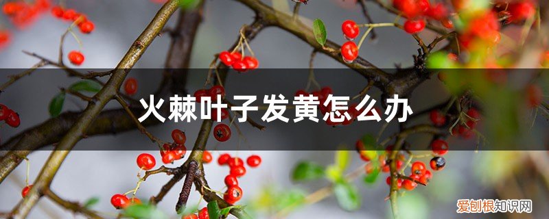 火棘叶子发红 火棘叶子发黄怎么办