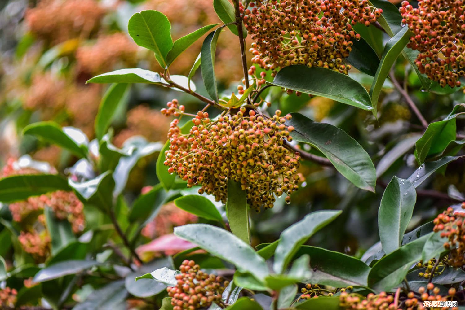 火棘叶子发红 火棘叶子发黄怎么办