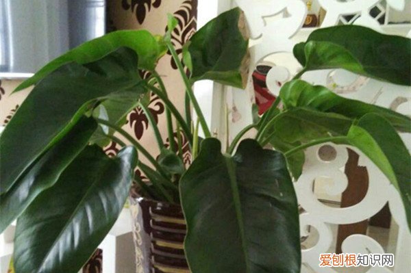 绿钻花叶子黄了怎么办 绿钻花叶子发黄怎么办