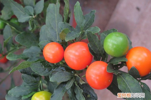 珊瑚豆黄叶怎么回事 珊瑚豆叶子发黄怎么办