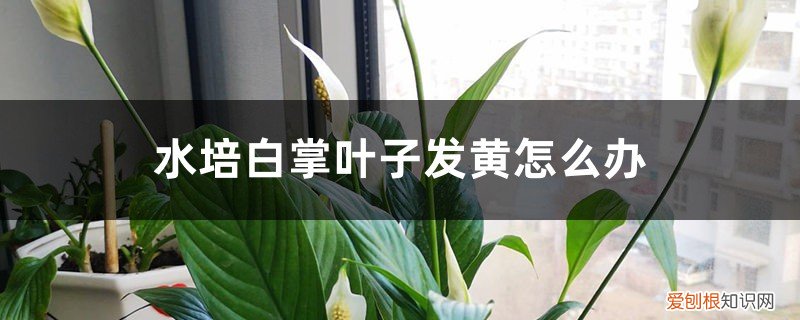 水培白掌叶子发黑 水培白掌叶子发黄怎么办