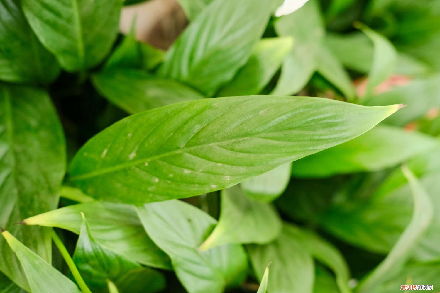 水培白掌叶子发黑 水培白掌叶子发黄怎么办