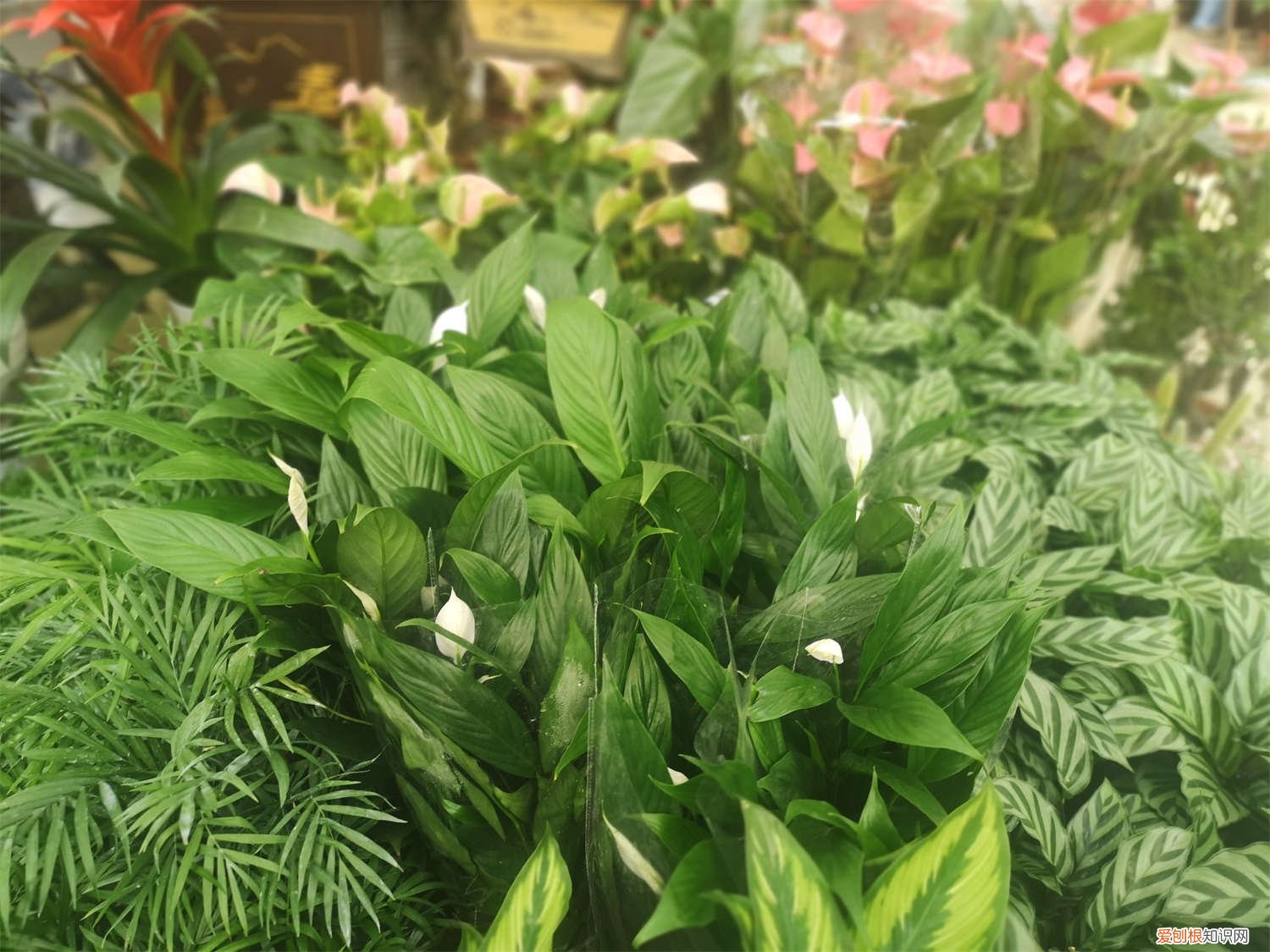 水培白掌叶子发黑 水培白掌叶子发黄怎么办