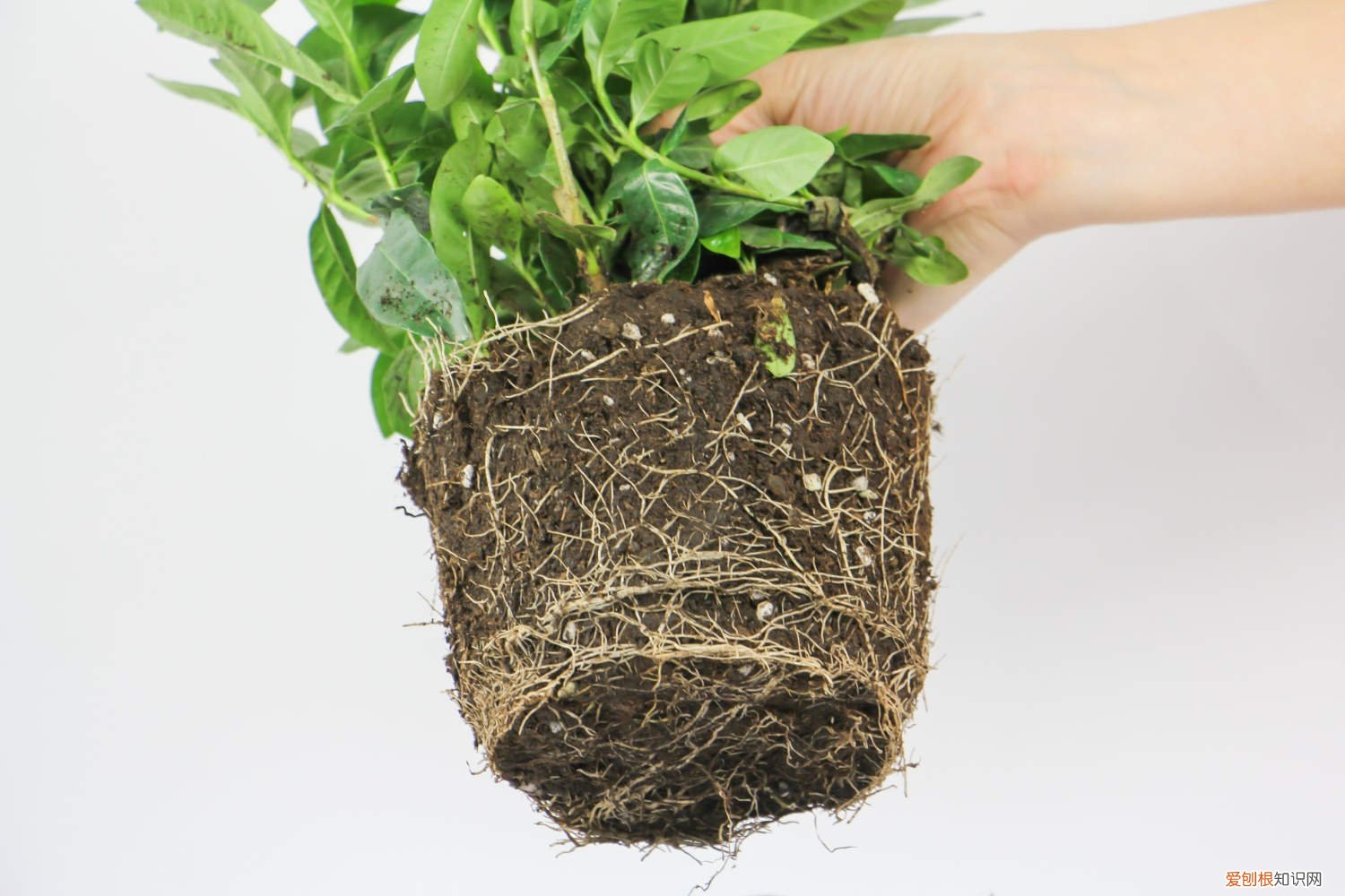 栀子花叶子浅绿发黄 刚买的栀子总发黄?学1招,3天黄叶变绿叶,花朵咕噜噜冒!