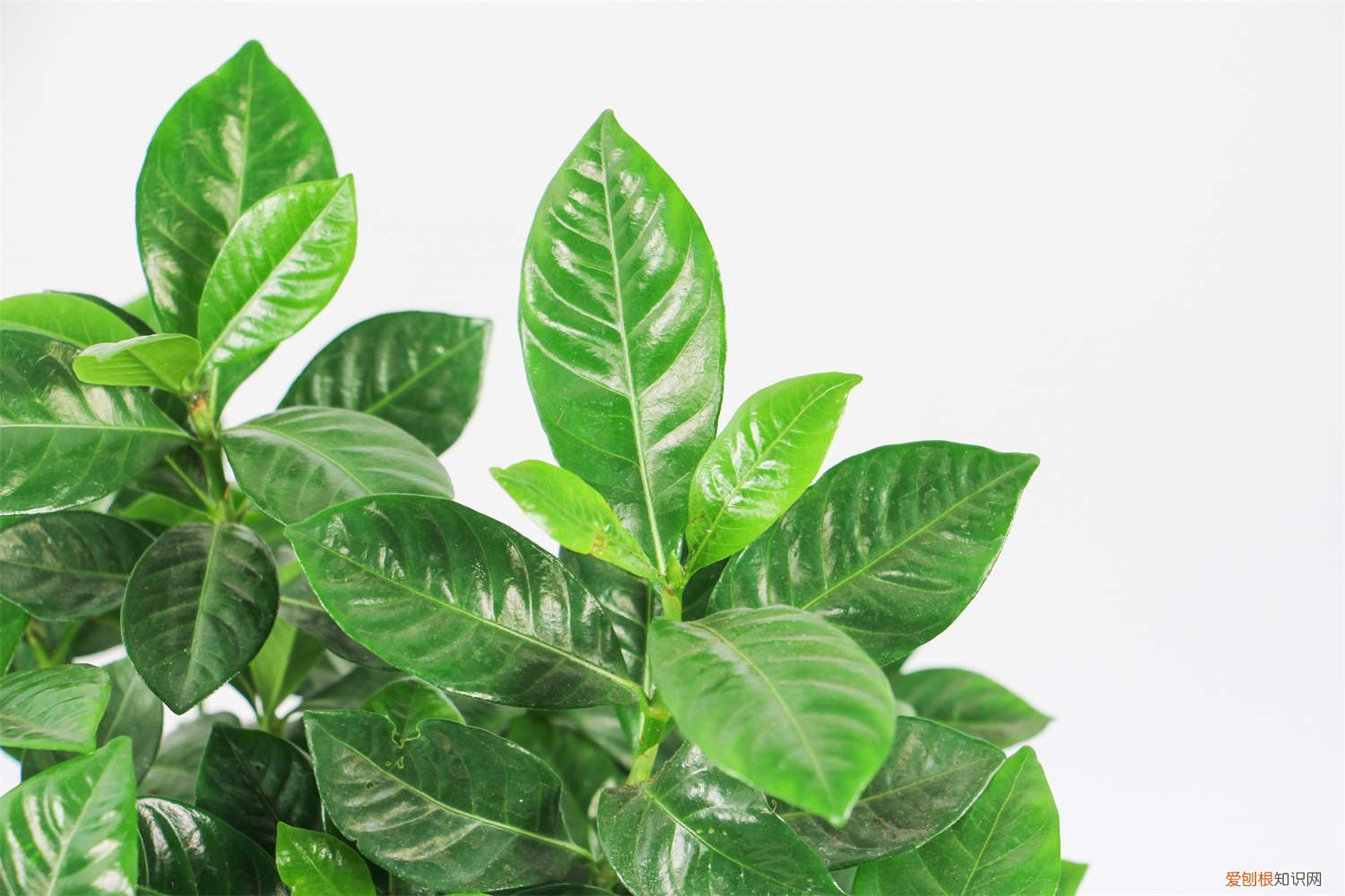 栀子花叶子浅绿发黄 刚买的栀子总发黄?学1招,3天黄叶变绿叶,花朵咕噜噜冒!