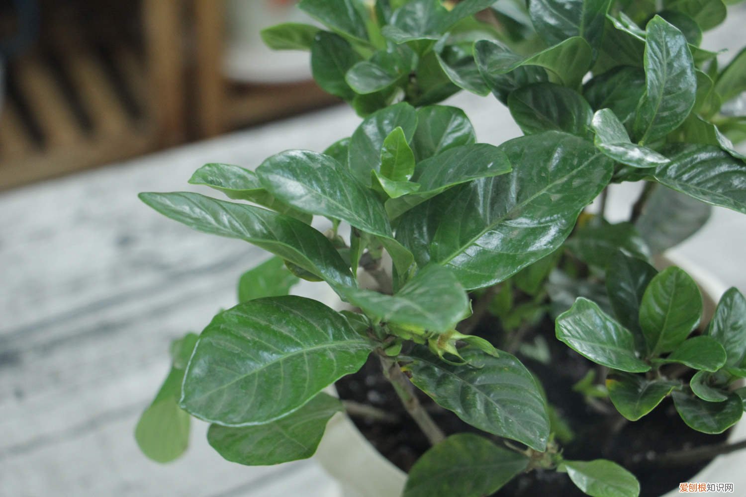 栀子花叶子浅绿发黄 刚买的栀子总发黄?学1招,3天黄叶变绿叶,花朵咕噜噜冒!