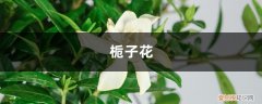 栀子花叶子浅绿发黄 刚买的栀子总发黄？学1招，3天黄叶变绿叶，花朵咕噜噜冒！