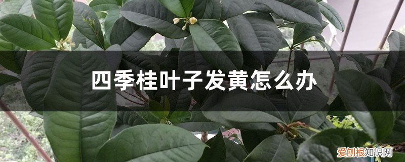四季桂为什么叶子边发黄 四季桂叶子发黄怎么办