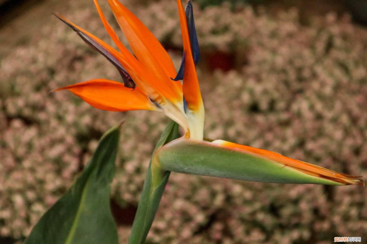 鹤望兰几月开花?如何让它快速开花? 怎么让鹤望兰开花，花期有多长