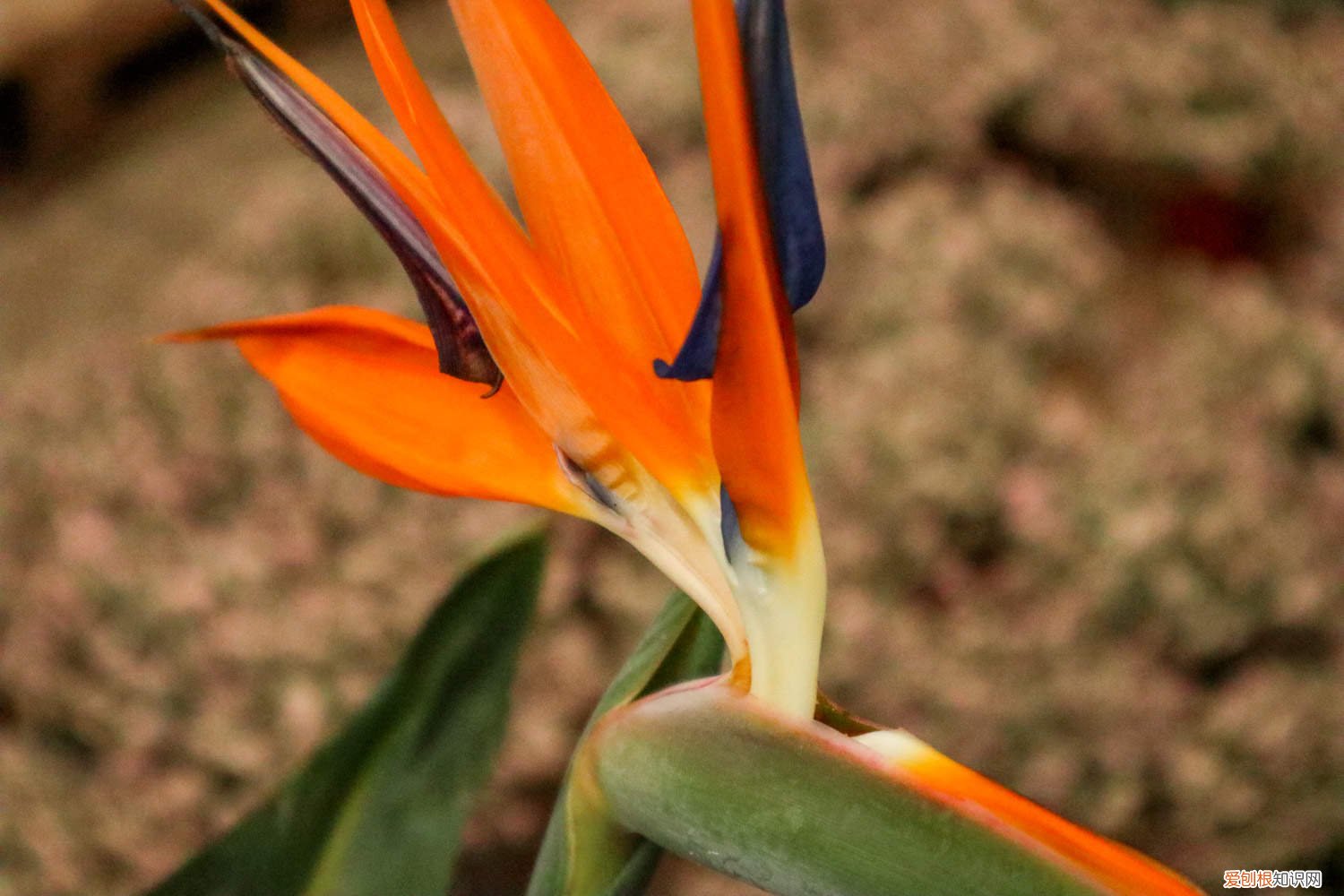 鹤望兰几月开花?如何让它快速开花? 怎么让鹤望兰开花，花期有多长