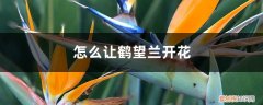 鹤望兰几月开花?如何让它快速开花? 怎么让鹤望兰开花，花期有多长