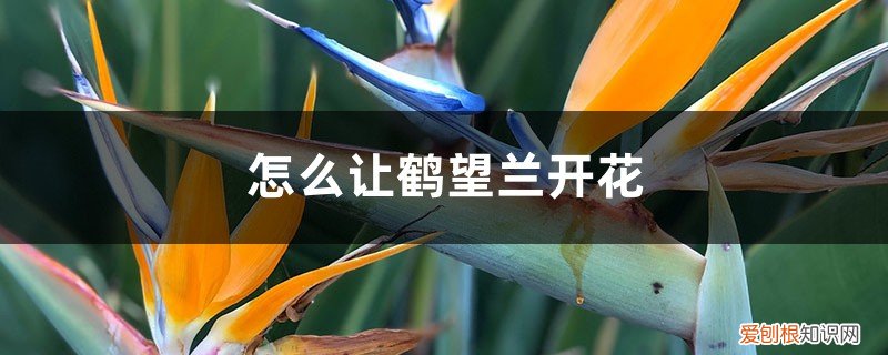 鹤望兰几月开花?如何让它快速开花? 怎么让鹤望兰开花，花期有多长