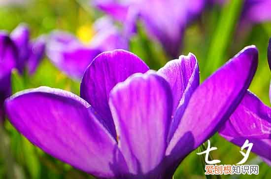 2023七夕节领结婚证好不好 2023年七夕节是结婚登记的好日子吗