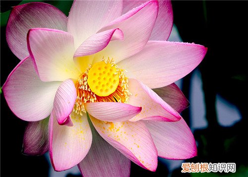 六月花有哪些 六种六月开花的植物介绍