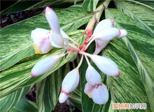 六月花有哪些 六种六月开花的植物介绍