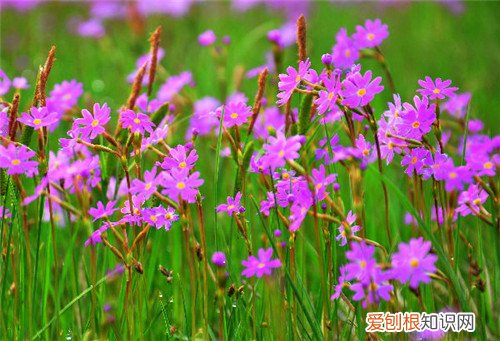 六月花有哪些 六种六月开花的植物介绍