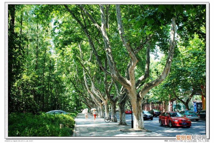 梧桐树的资料介绍 梧桐树的栽种和移植方法