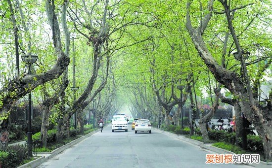 梧桐树的资料介绍 梧桐树的栽种和移植方法