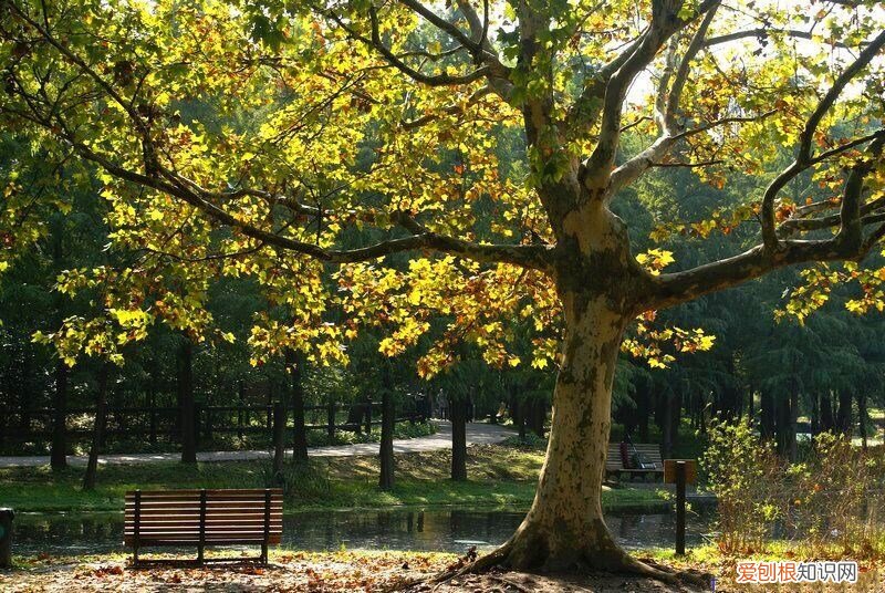 梧桐树的资料介绍 梧桐树的栽种和移植方法