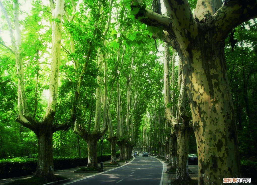 梧桐树的资料介绍 梧桐树的栽种和移植方法