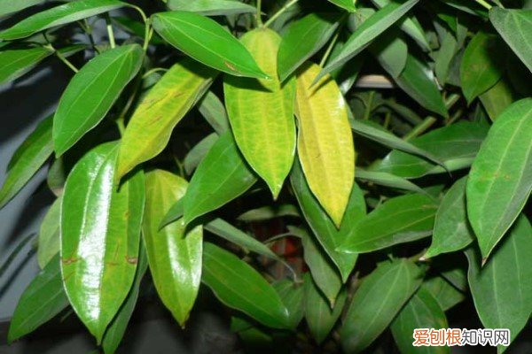 叶子发黄怎么补救 叶子发黄怎么办？教你几招，叶子绿的发光！