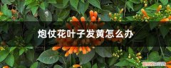 炮仗花叶子发黄是什么原因 炮仗花叶子发黄怎么办