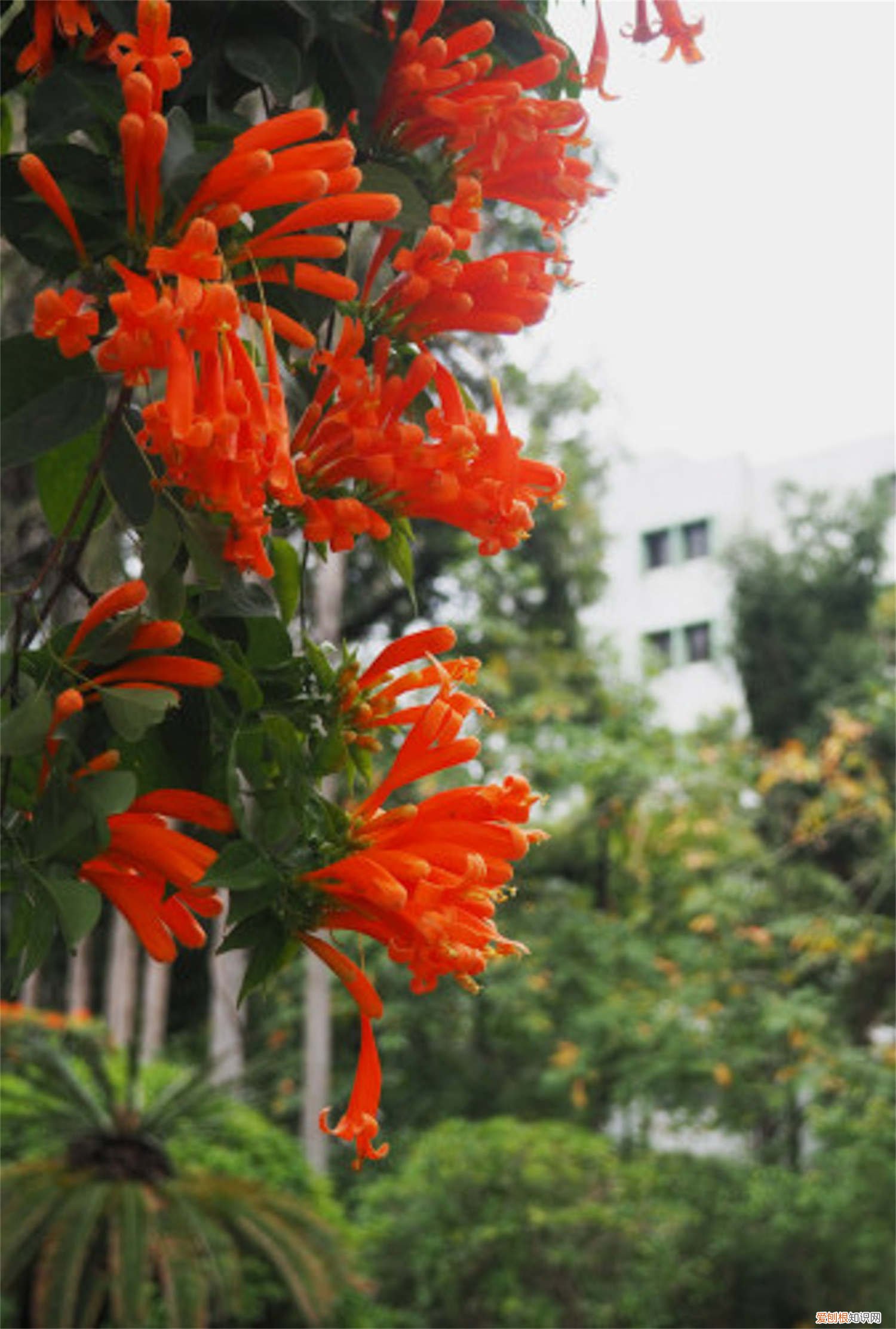 炮仗花叶子发黄是什么原因 炮仗花叶子发黄怎么办