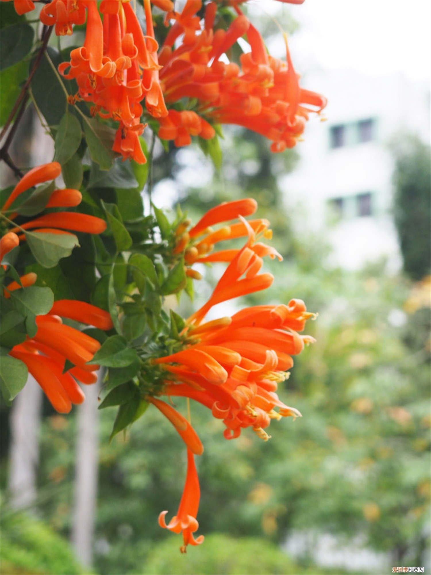 炮仗花叶子发黄是什么原因 炮仗花叶子发黄怎么办