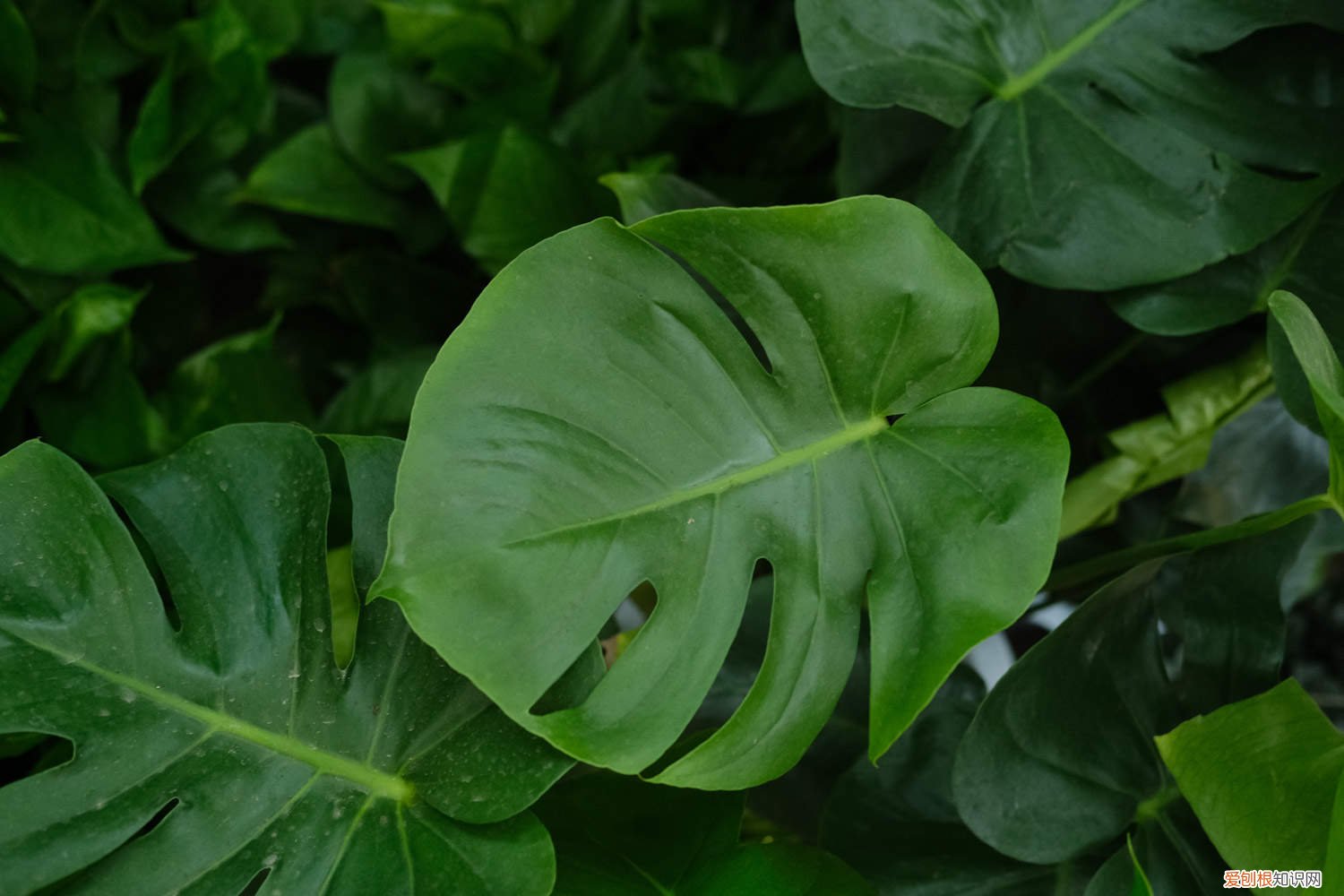 刚移栽的龟背竹叶子发黄 水培龟背竹叶子发黄怎么办