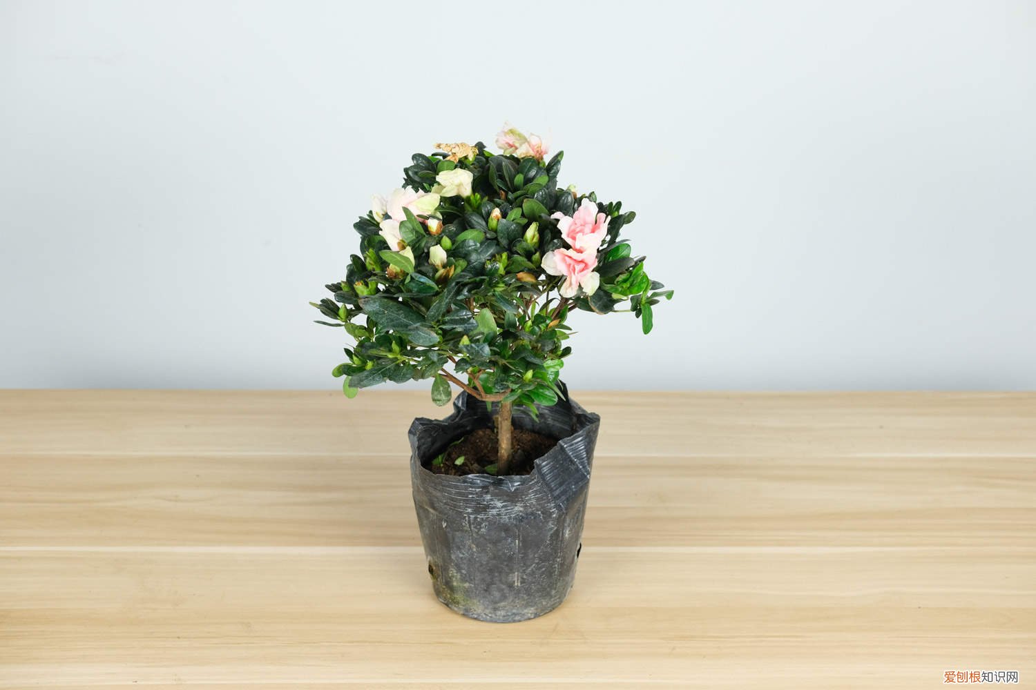 杜鹃花开花时需要施什么肥 怎么让杜鹃花开花，开花前用什么肥