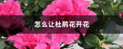 杜鹃花开花时需要施什么肥 怎么让杜鹃花开花，开花前用什么肥
