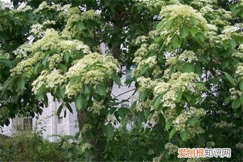 光皮树有什么作用 光皮树的养护要点介绍