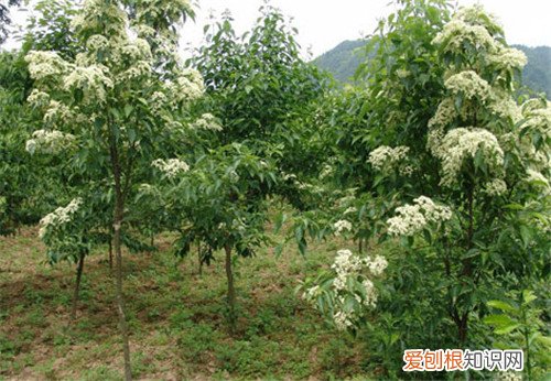 光皮树有什么作用 光皮树的养护要点介绍