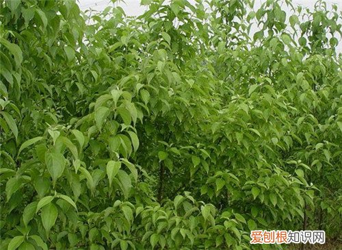 光皮树有什么作用 光皮树的养护要点介绍