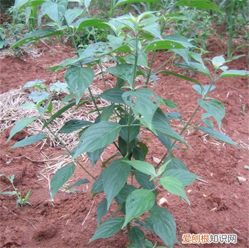 光皮树有什么作用 光皮树的养护要点介绍