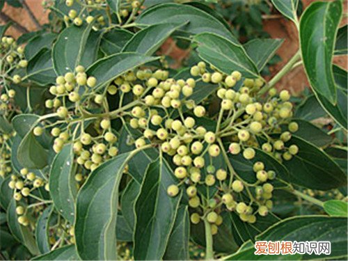 光皮树有什么作用 光皮树的养护要点介绍