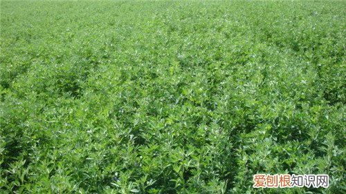 苜蓿草价格解析 苜蓿草有什么用