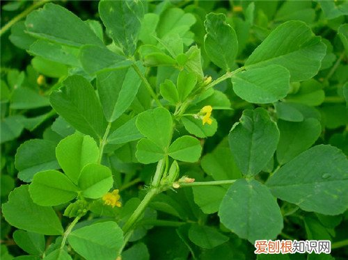 苜蓿草价格解析 苜蓿草有什么用