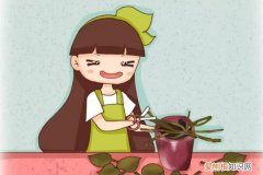 快死的花别扔，1刀咔咔剪秃了，立马爆盆不黄叶！